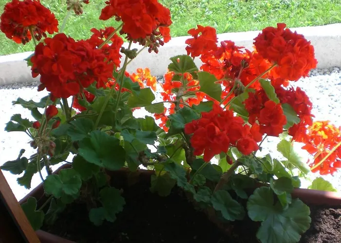 Ines Hotel Borca di Cadore