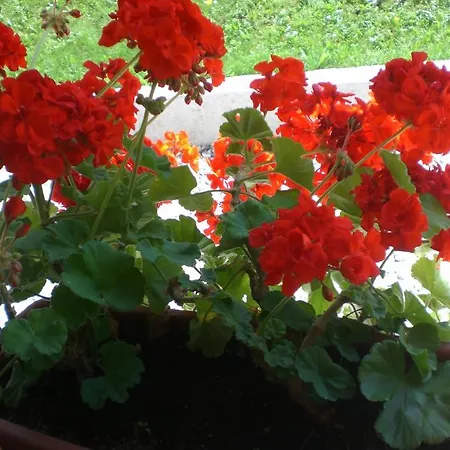 伊内斯别墅酒店 酒店 博尔查迪卡多尔